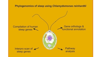 Groundbreaking-Study-Reveals-Evolutionary-Origins-of-Sleep-in-Single-Celled-Algae-1210x700-1.jpg