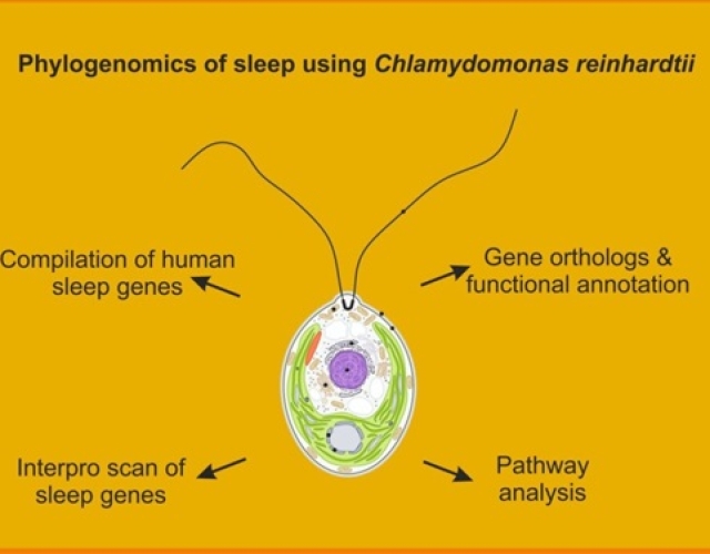 Groundbreaking-Study-Reveals-Evolutionary-Origins-of-Sleep-in-Single-Celled-Algae-1210x700-1.jpg